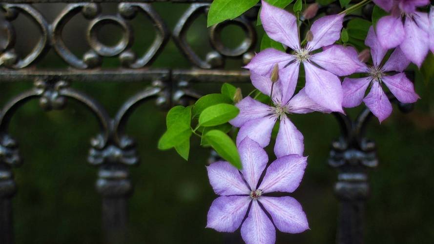 倒挂金钟什么时候开花