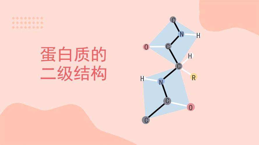 蛋白质的二级结构包括什么