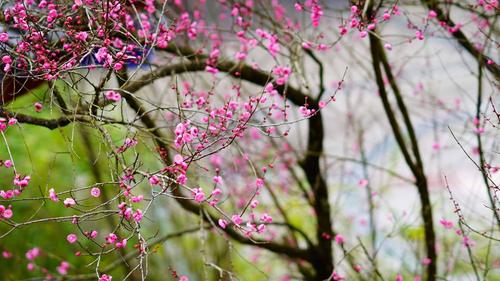 水梅花怎么繁殖