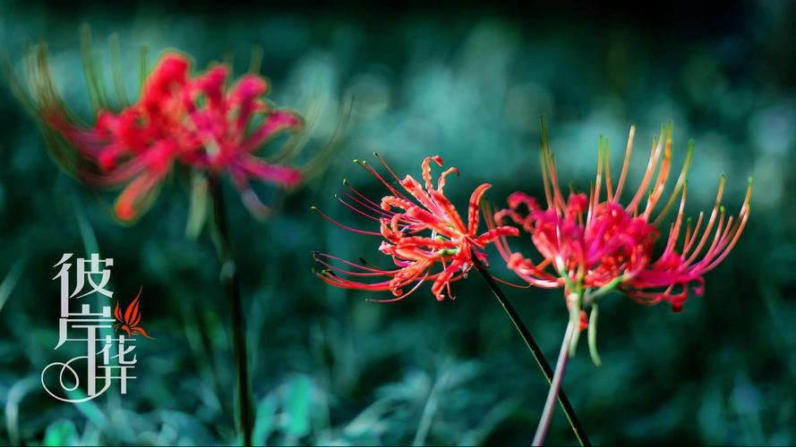 彼岸花什么时间开花