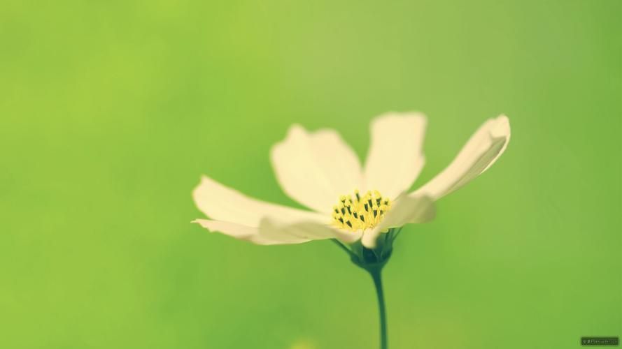 蓝目菊播种不发芽怎么办