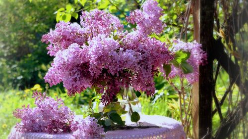 丁香花能泡茶喝吗，丁香花泡茶喝的好处