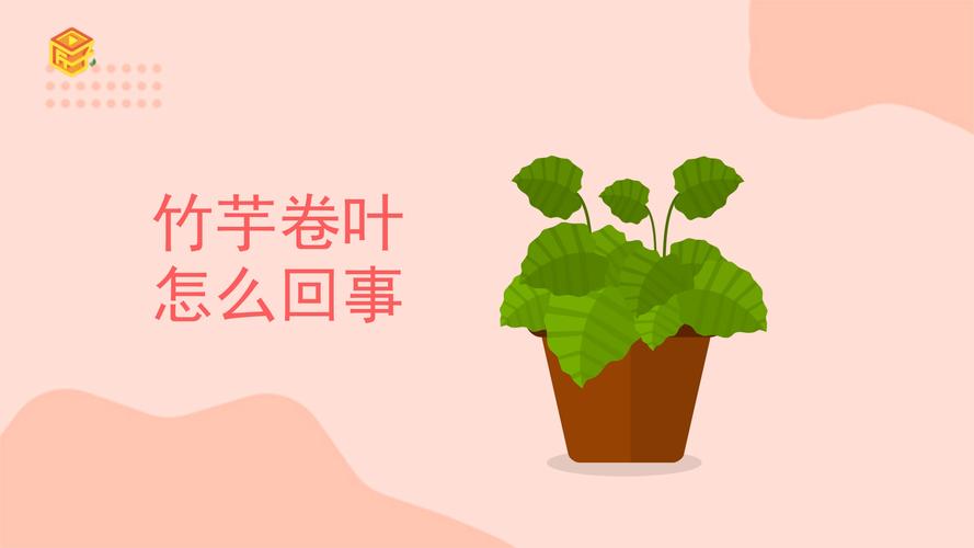 天鹅绒竹芋焦边卷叶怎么回事