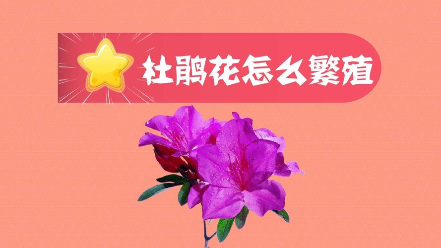 杜鹃花的繁殖方法