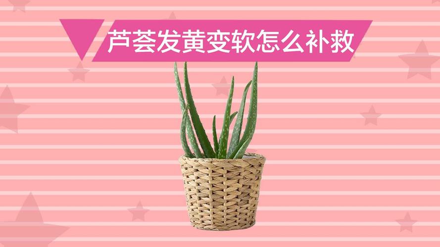 芦荟变黄了怎么回事