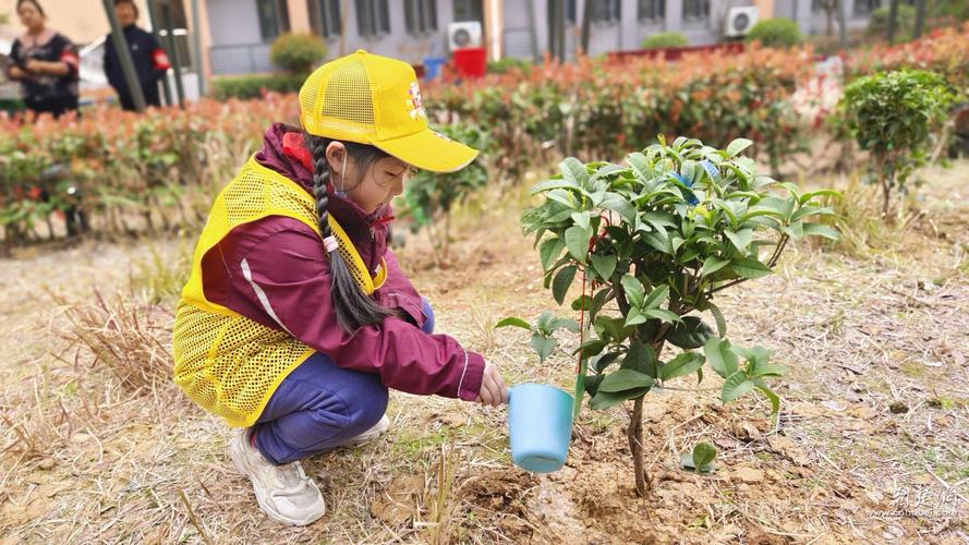 幸福树可以浇啤酒吗（醋、茶叶水也可以吗）