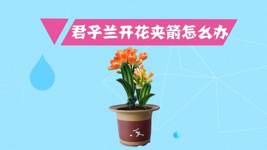 君子兰开花夹箭怎么办，开花后的茎怎么处理