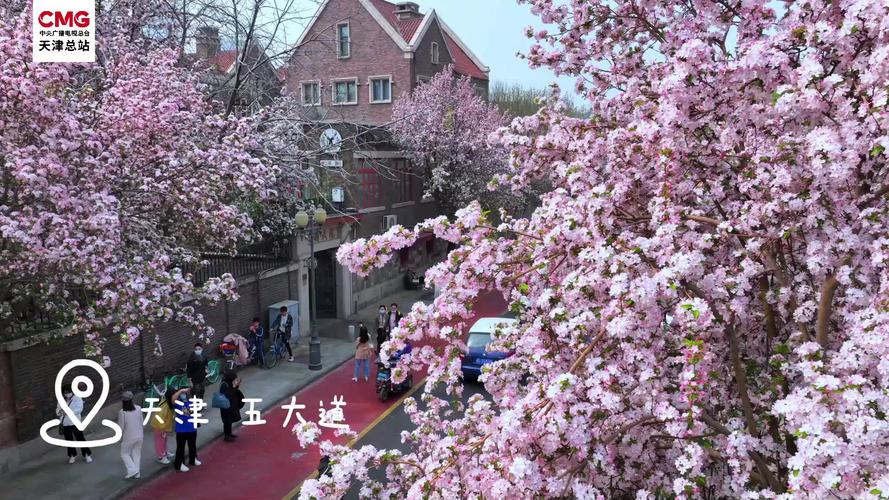 天津适合养什么花，市花和市树是什么