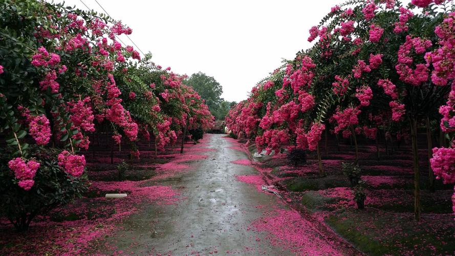 成都适合养什么花，市花和市树是什么