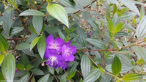 栀子花小苗怎么养，定植后怎么养护