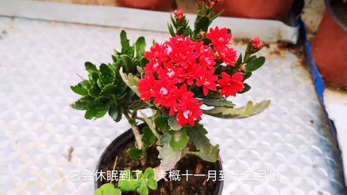 怎么延长长寿花的花期