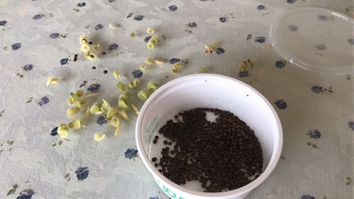 茶花凤仙花种子怎么种