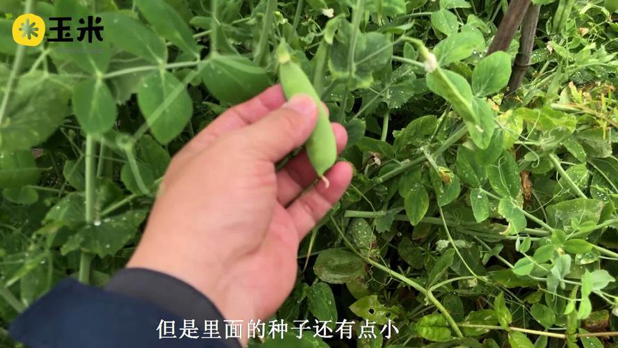 荷兰豆和豌豆的区别