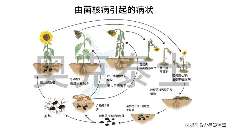 向日葵菌核病防治办法