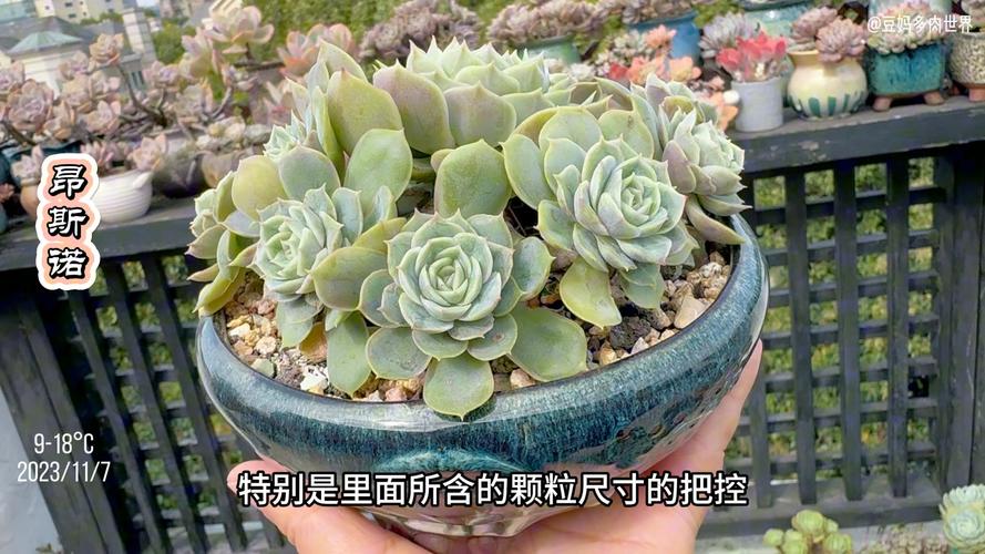 养多肉植物用什么土