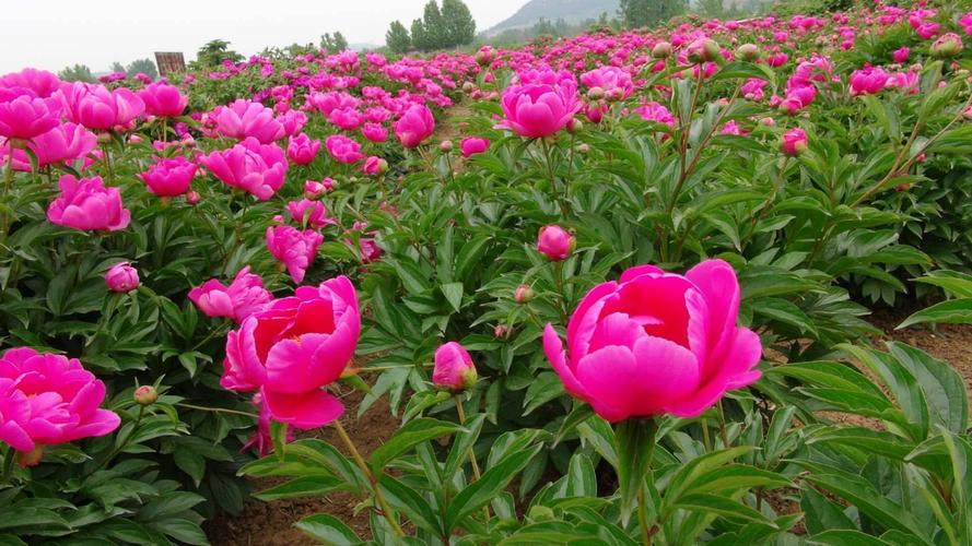 芍药是什么植物，芍药是花还是树