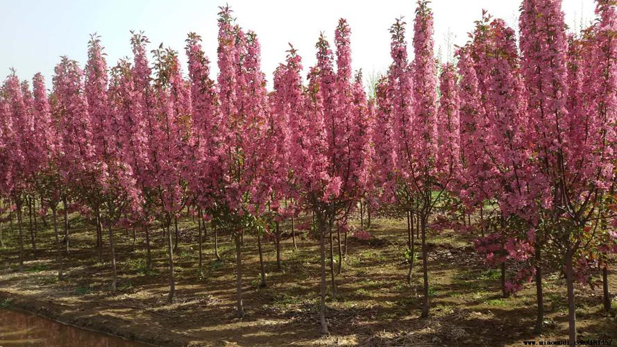 保定适合养什么花，市花和市树是什么