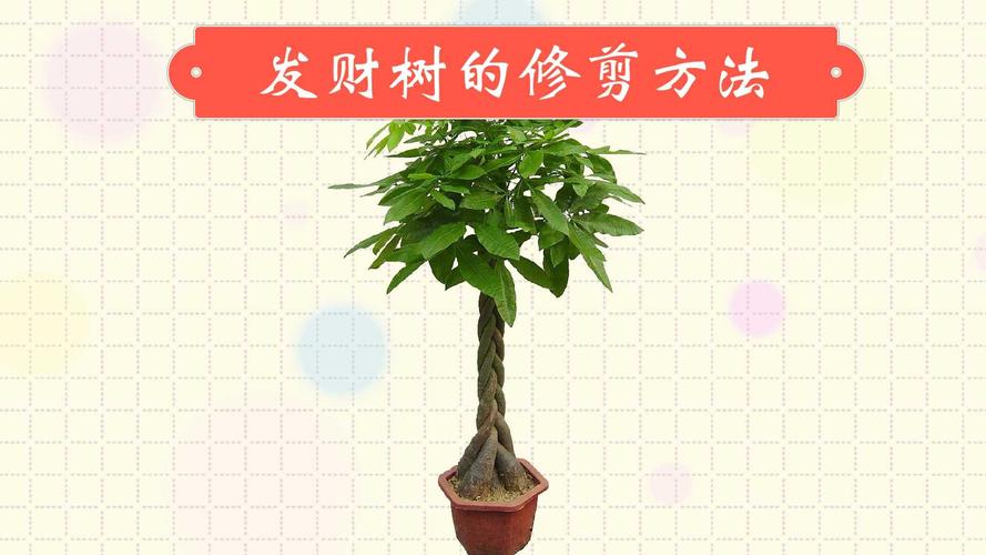 招财树如何剪枝更茂盛，什么季节修剪