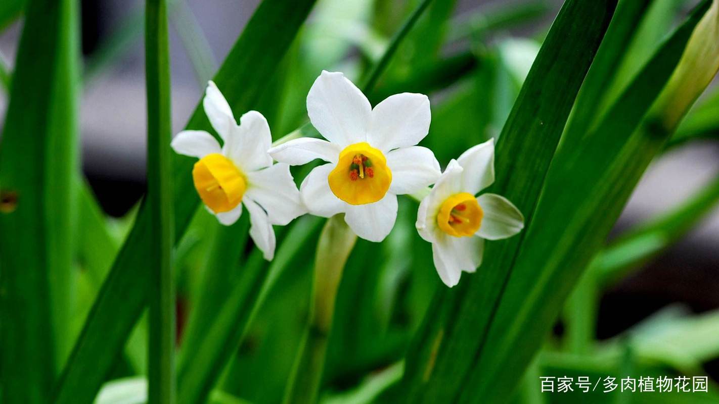 水仙花养护小知识