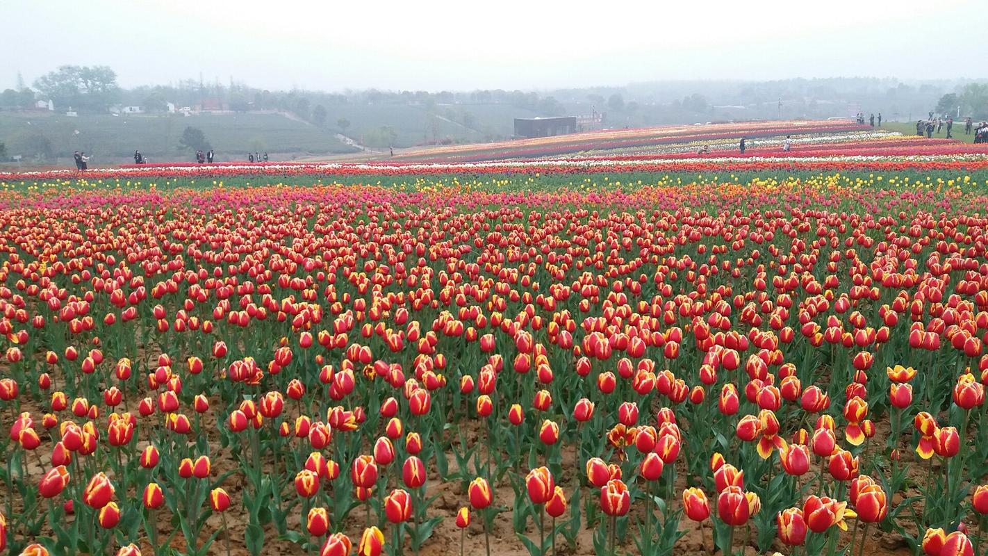 巢湖适合养什么花，市花和市树是什么