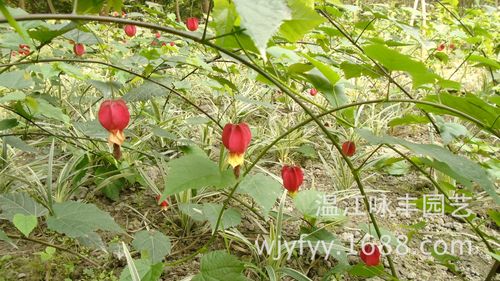 蔓性风铃花怎么施肥