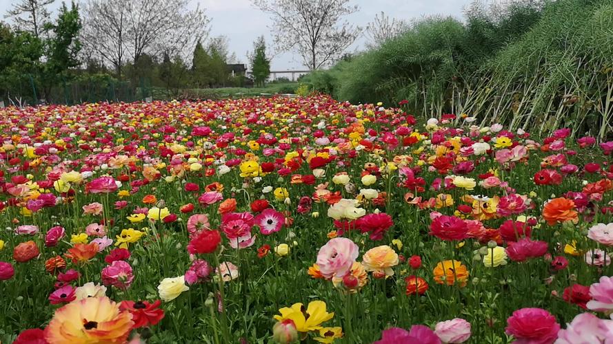 花毛茛种子怎么种