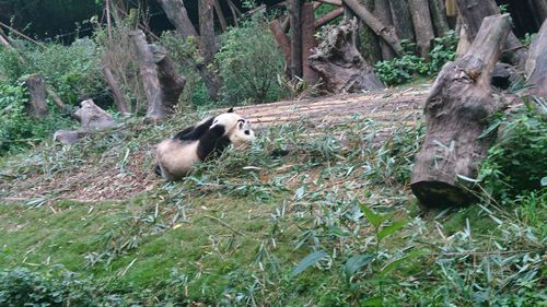 大熊猫繁育研究基地几点