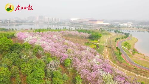 紫金花怎么繁殖