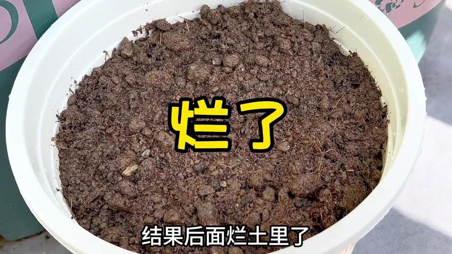 发了芽的山药，放在花盆里竟然爬满了墙，还结山药豆