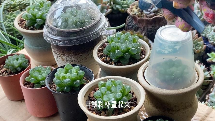 植物闷养是不是长得快