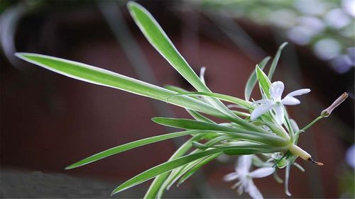 这20种花，家里光照不好也能绿油油