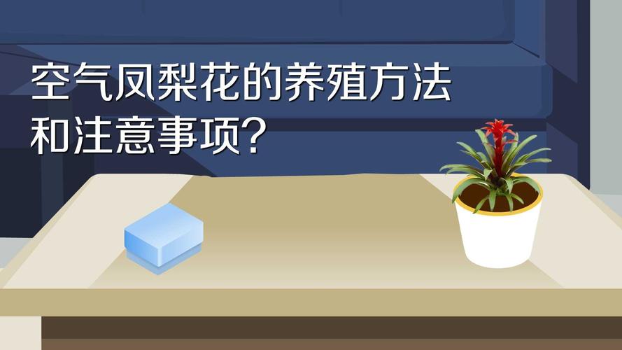 空气凤梨常见养殖问题