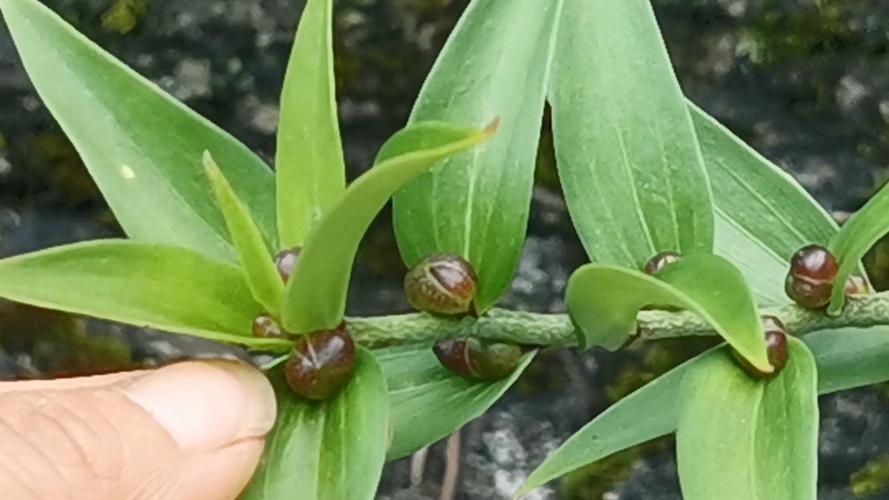 百合花珠芽怎么处理