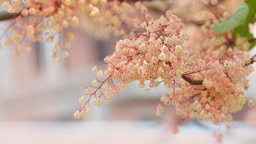 辽源适合养什么花，市花和市树是什么