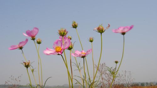 格桑花到底是什么花，花语和寓意是什么