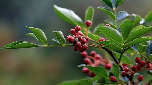 山茱萸和吴茱萸的区别