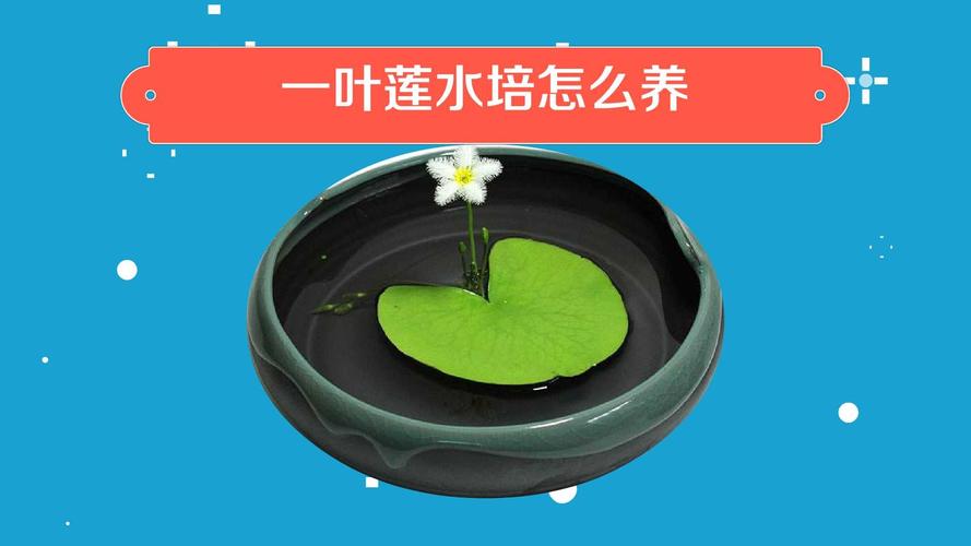 水仙花施肥方法