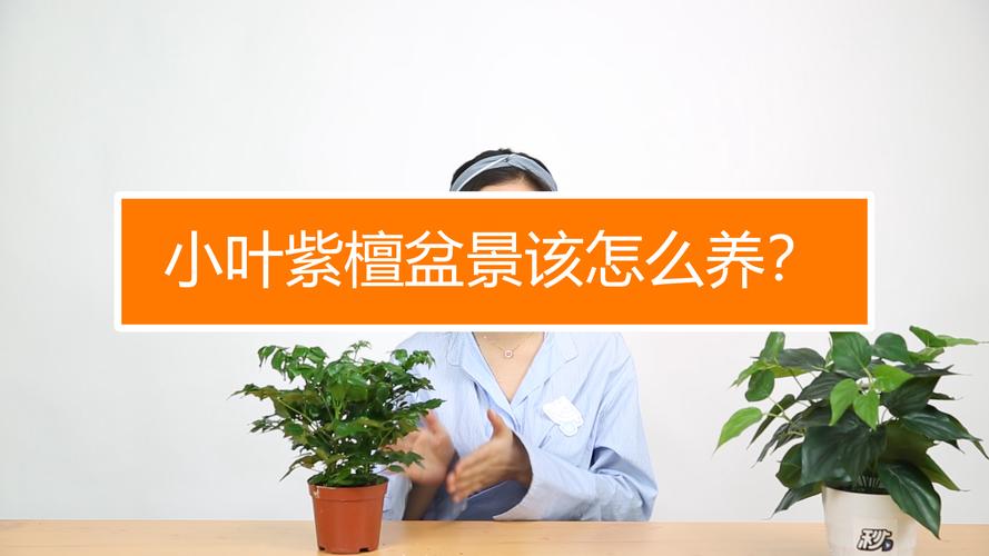 小叶紫檀盆景怎么浇水