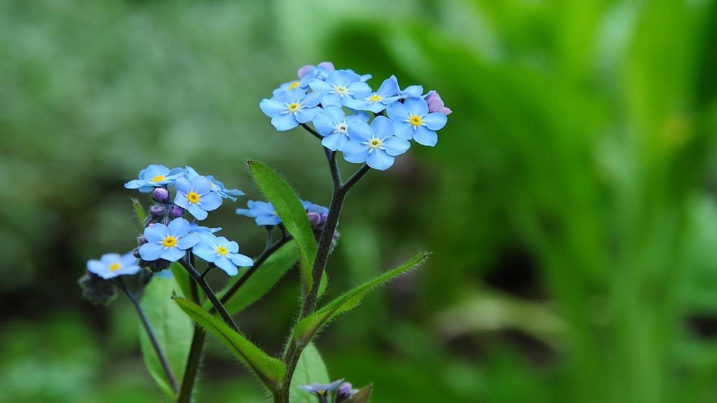 藿香的花语和传说