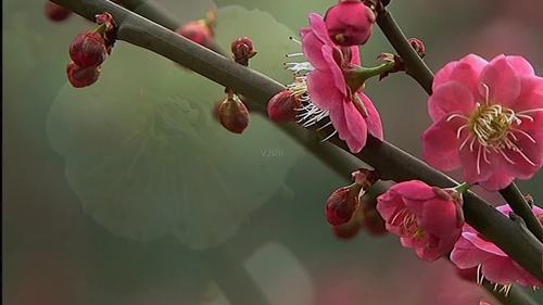 惠州适合养什么花，市花和市树是什么