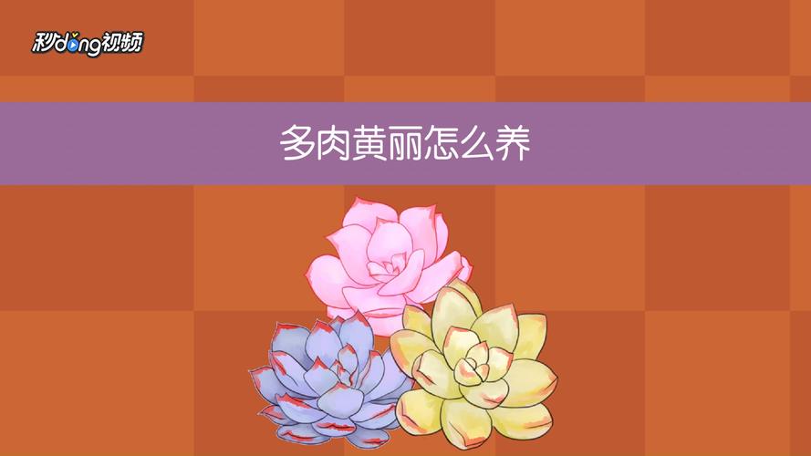 黄丽夏季怎么养