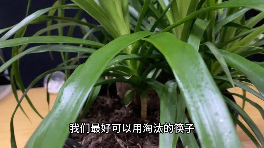 铁兰开花后要怎么养护