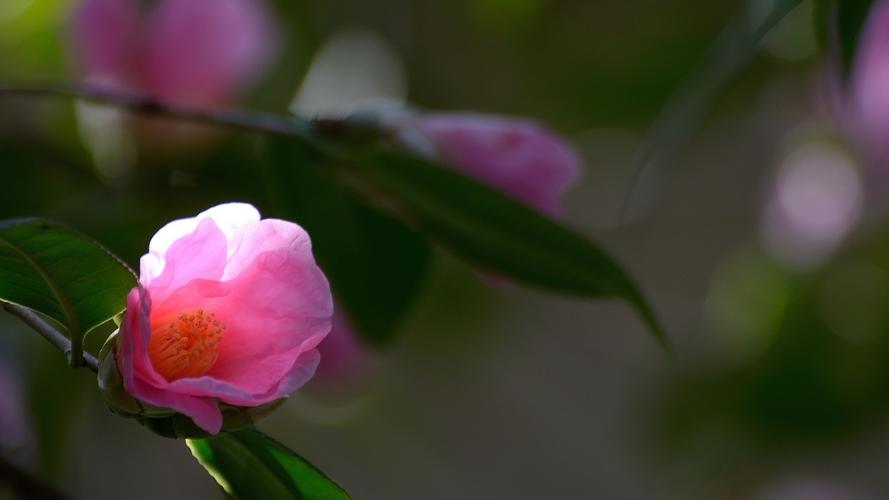 山茶花开花时能施肥吗，开花期施什么肥