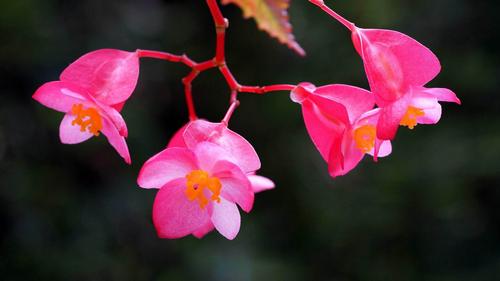 海棠花秋天怎么养