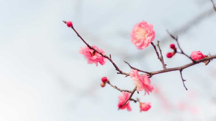 春天花卉这样剪，2个月后花满枝头