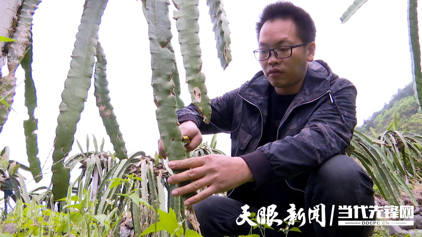 怎么种植火龙果苗