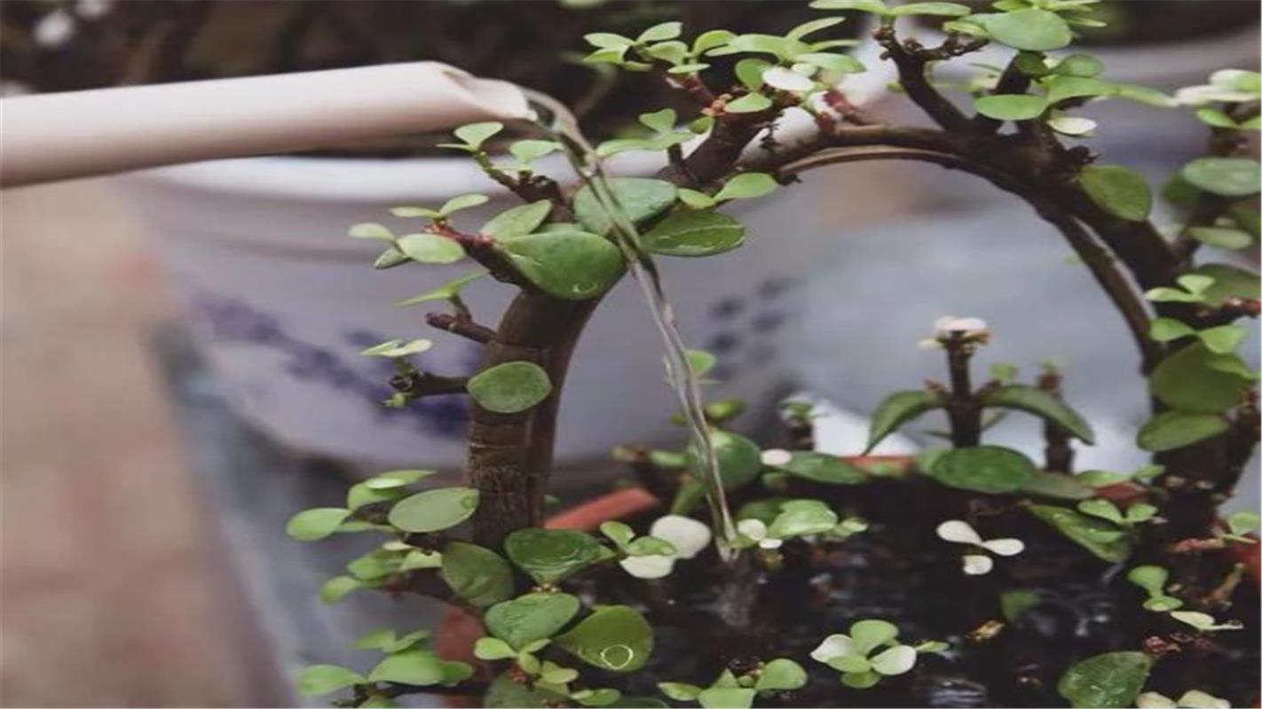 冬天之前，给花浇点“它”，土壤不结块儿，植物长得旺