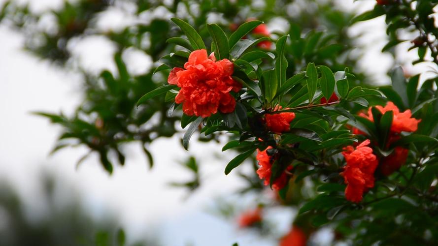 一朵朵石榴花像什么，盛开的石榴花像什么