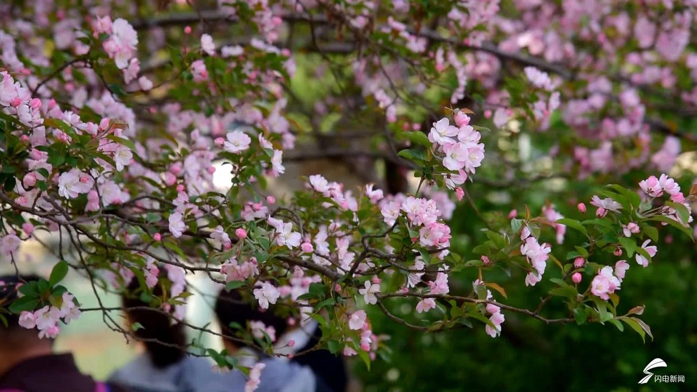 海棠什么时候开花，三亚海棠花开时间