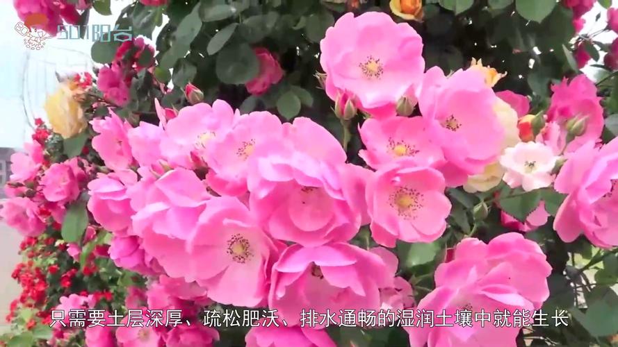 蔷薇花怎么养